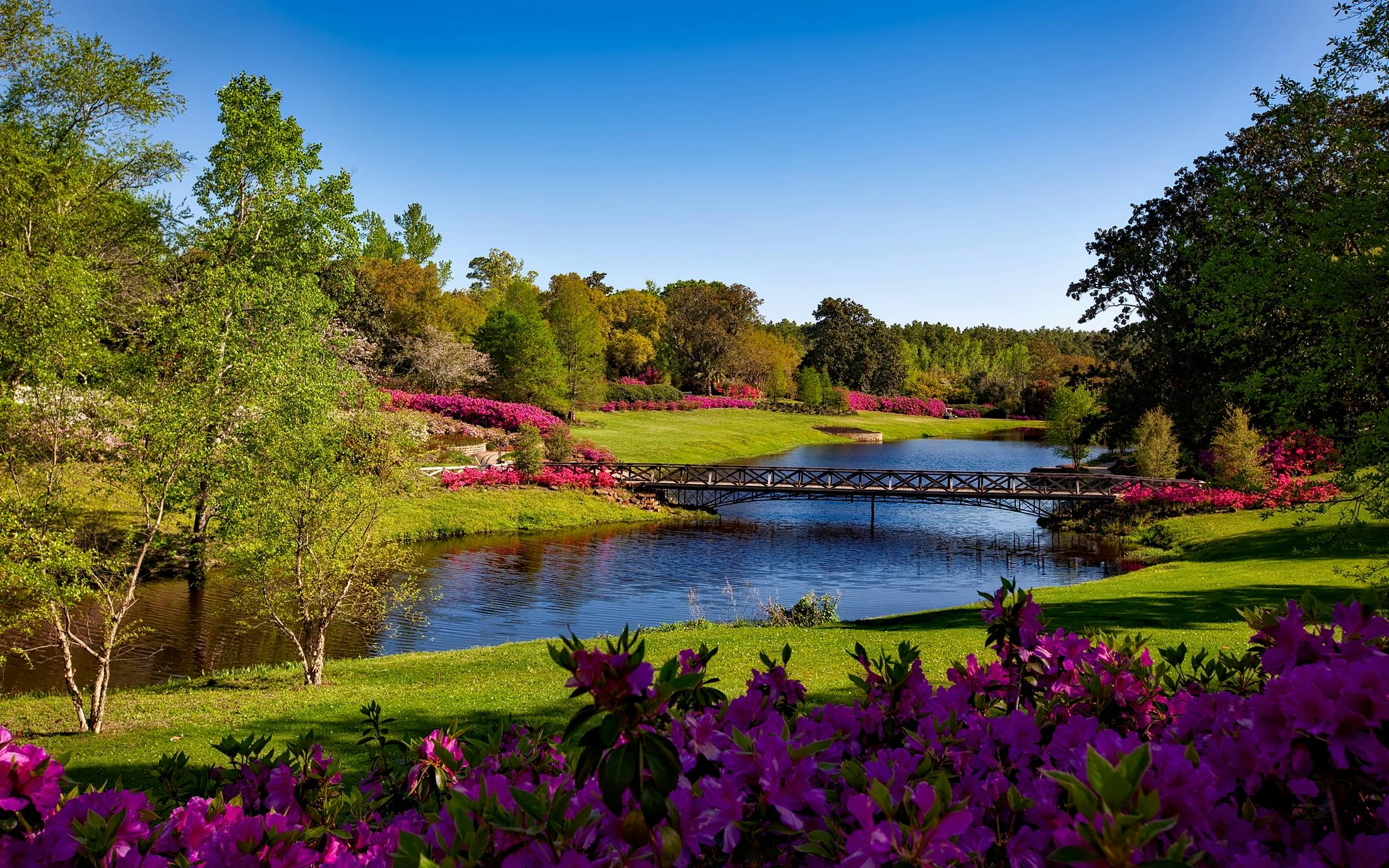 A beautiful spring garden landscape featuring vibrant pink flowers, a serene river, and a picturesque bridge.